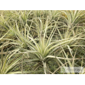 Tillandsia cereicola (Vriesea) L