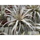 Tillandsia mima