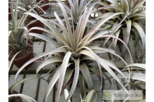 Tillandsia zacapanensis