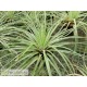 Tillandsia vicentina