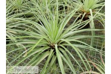 Tillandsia vicentina