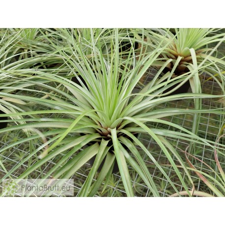 Tillandsia vicentina