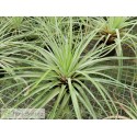 Tillandsia vicentina