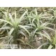 Tillandsia nana