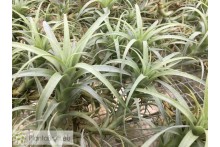 Tillandsia nana