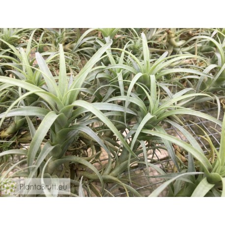 Tillandsia nana