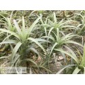 Tillandsia nana