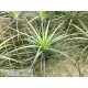 Tillandsia tenuifolia var. varginata x caulescens