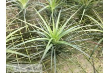 Tillandsia tenuifolia var. vaginata x caulescens