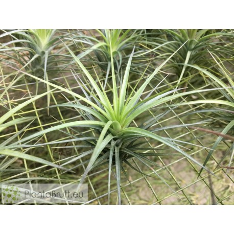 Tillandsia tenuifolia var. varginata x caulescens