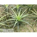 Tillandsia tenuifolia var. vaginata x caulescens
