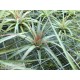 Tillandsia concolor