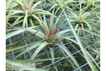 Tillandsia concolor