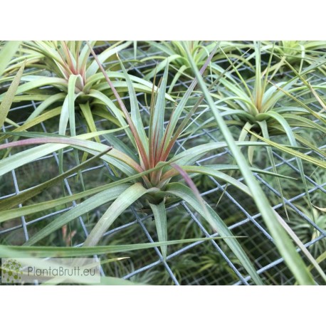 Tillandsia concolor
