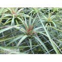 Tillandsia concolor