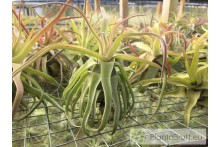 Tillandsia streptophylla L