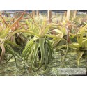 Tillandsia streptophylla L