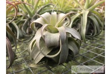 Tillandsia streptophylla M