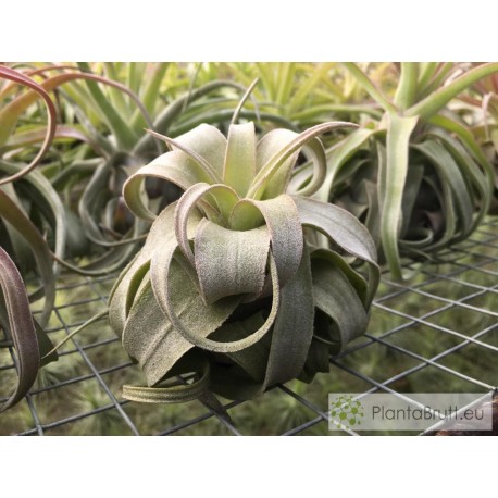 Tillandsia streptophylla M