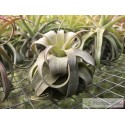 Tillandsia streptophylla M