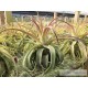 Tillandsia streptophylla XL