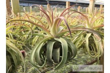 Tillandsia streptophylla XL
