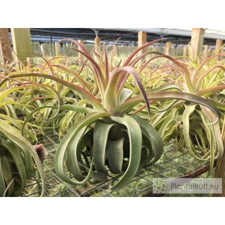 Tillandsia streptophylla XL