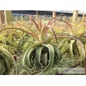 Tillandsia streptophylla XL