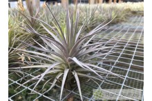 Tillandsia aeranthos Negra