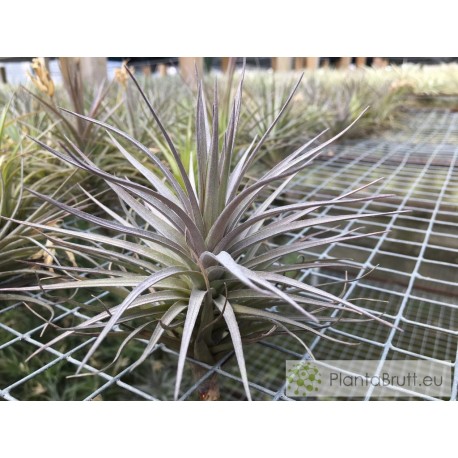 Tillandsia aeranthos Negra