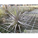 Tillandsia aeranthos Negra