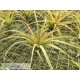 Tillandsia concolor x streptophylla