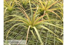 Tillandsia concolor x streptophylla M