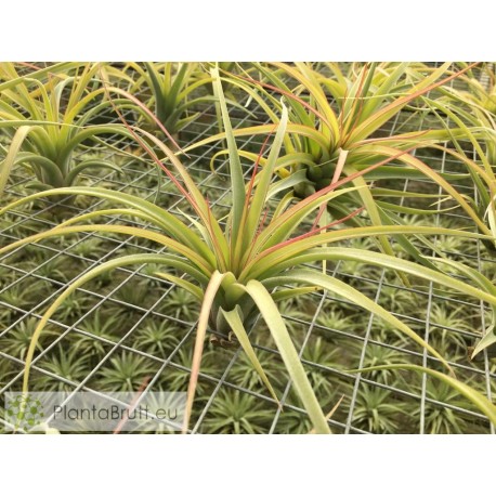 Tillandsia concolor x streptophylla