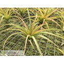 Tillandsia concolor x streptophylla M