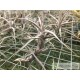 Tillandsia diaguitensis