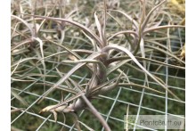 Tillandsia diaguitensis