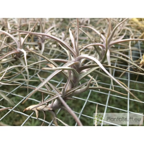 Tillandsia diaguitensis
