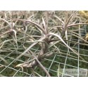 Tillandsia diaguitensis