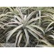 Tillandsia harrisii XL
