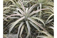 Tillandsia harrisii XL