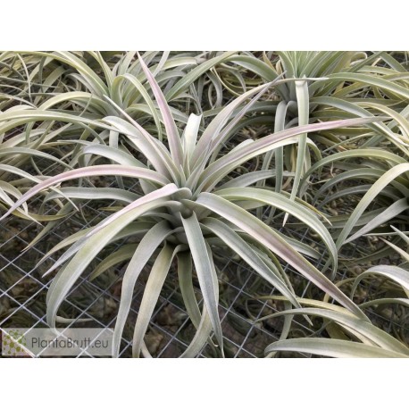 Tillandsia harrisii XL