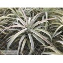 Tillandsia harrisii XL