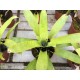Vriesea vagans