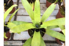 Vriesea vagans