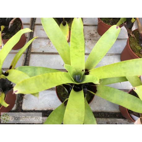 Vriesea vagans