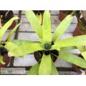 Vriesea vagans