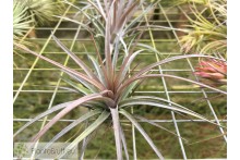 Tillandsia carminea x Holm's Twin Star