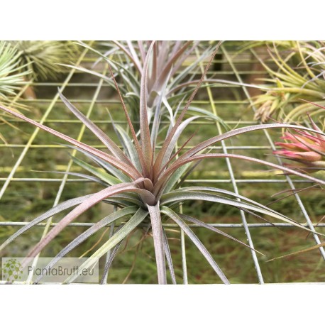 Tillandsia carminea x Holm's Twin Star