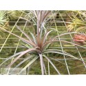 Tillandsia carminea x Holm's Twin Star
